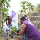 Plant a Coffee Tree