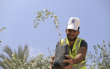 Plant a blessed olive tree
