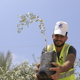 Plant an Olive Tree