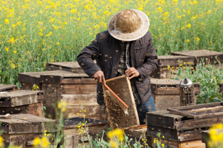 Honey Bee Farm