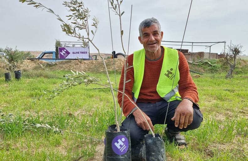 Olive tree planting in Palestine